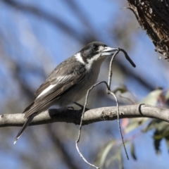 Cracticus torquatus at Bruce, ACT - 13 Aug 2019 11:57 AM