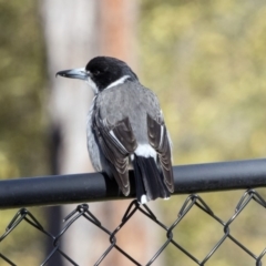 Cracticus torquatus at Bruce, ACT - 13 Aug 2019