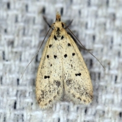 Atheropla decaspila (A concealer moth) at O'Connor, ACT - 29 Oct 2019 by ibaird