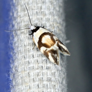 Eremnotypa steriphota at O'Connor, ACT - 29 Oct 2019 11:28 PM