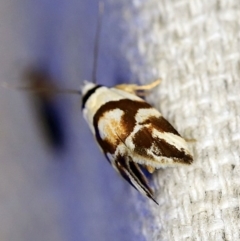 Eremnotypa steriphota at O'Connor, ACT - 29 Oct 2019 11:28 PM
