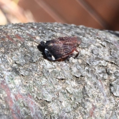 Platybrachys sp. (genus) (A gum hopper) at O'Connor, ACT - 6 Nov 2019 by AndrewCB