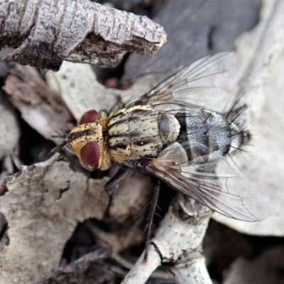 Exorista sp. (genus) (A Bristle Fly) at Mount Painter - 7 Nov 2019 by CathB