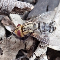 Exorista sp. (genus) at Cook, ACT - 8 Nov 2019 10:29 AM