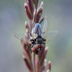 Phasia sp. (genus) (A bristle fly) at Cook, ACT - 5 Nov 2019 by CathB