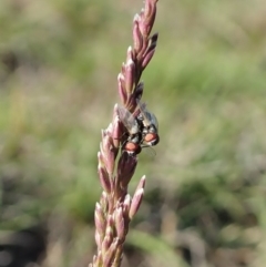 Phasia sp. (genus) at Cook, ACT - 5 Nov 2019 05:29 PM