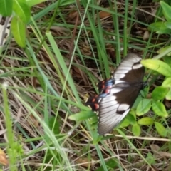 Papilio aegeus (Orchard Swallowtail, Large Citrus Butterfly) at Gowrie, ACT - 8 Nov 2019 by joy_maree2002@yahoo.com.au