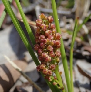 Lomandra filiformis subsp. filiformis at Cook, ACT - 6 Nov 2019 11:13 AM