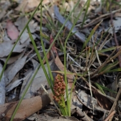 Lomandra filiformis subsp. filiformis at Cook, ACT - 6 Nov 2019 11:13 AM