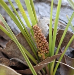 Lomandra filiformis subsp. filiformis at Cook, ACT - 6 Nov 2019 11:13 AM