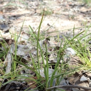 Lomandra filiformis subsp. filiformis at Cook, ACT - 6 Nov 2019