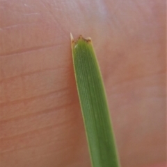 Lomandra filiformis subsp. filiformis at Cook, ACT - 6 Nov 2019 11:13 AM