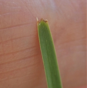 Lomandra filiformis subsp. filiformis at Cook, ACT - 6 Nov 2019 11:13 AM