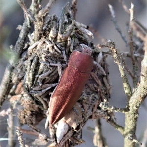 Melobasis propinqua at Cook, ACT - 7 Oct 2019