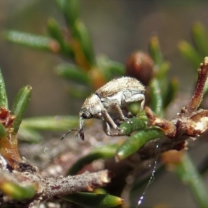 Lexithia rufipennis at Dunlop, ACT - 7 Oct 2019