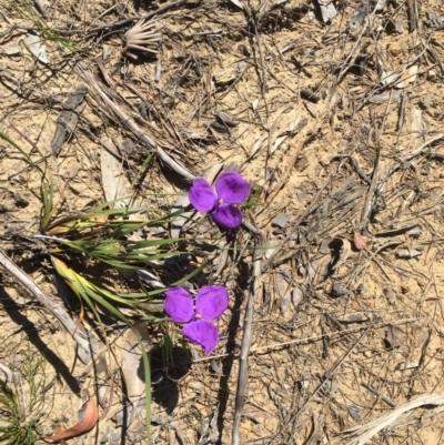 Patersonia glabrata (Native Iris) at Dolphin Point, NSW - 7 Nov 2019 by Marg