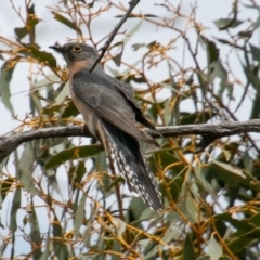 Cacomantis flabelliformis (Fan-tailed Cuckoo) at Tennent, ACT - 6 Nov 2019 by SWishart