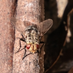 Cuphocera sp. (genus) at Tennent, ACT - 6 Nov 2019