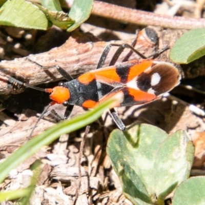 Melanerythrus mactans (A seed bug) at Rendezvous Creek, ACT - 6 Nov 2019 by SWishart