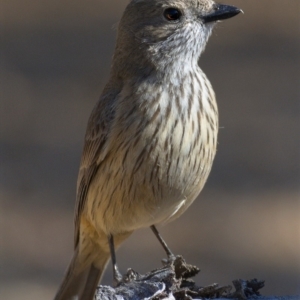 Pachycephala rufiventris at Tennent, ACT - 6 Nov 2019 09:29 AM