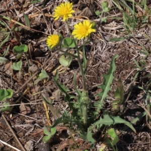 Crepis capillaris at Googong, NSW - 4 Nov 2019