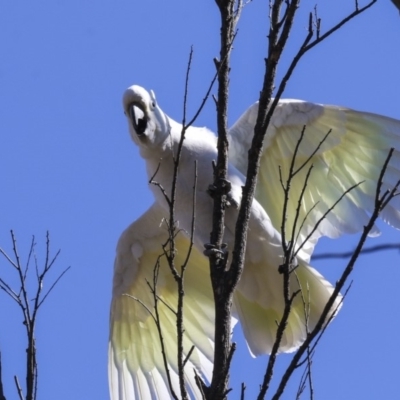 Cacatua galerita (Sulphur-crested Cockatoo) at Bruce, ACT - 13 Aug 2019 by AlisonMilton