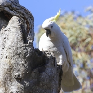 Cacatua galerita at Bruce, ACT - 13 Aug 2019