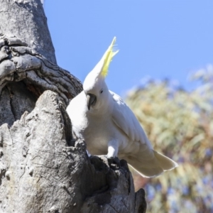 Cacatua galerita at Bruce, ACT - 13 Aug 2019