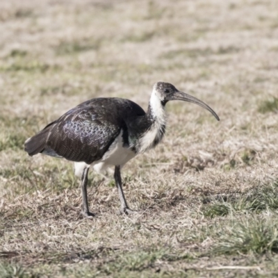 Threskiornis spinicollis (Straw-necked Ibis) at Phillip, ACT - 13 Aug 2019 by Alison Milton