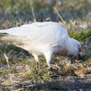 Cacatua tenuirostris X sanguinea at Phillip, ACT - 13 Aug 2019