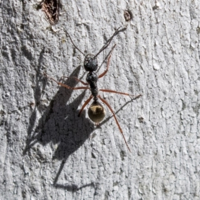 Camponotus suffusus (Golden-tailed sugar ant) at Gossan Hill - 13 Aug 2019 by AlisonMilton