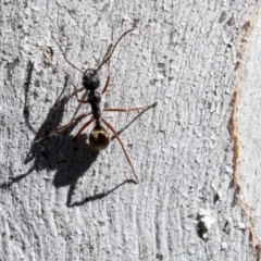 Camponotus suffusus at Bruce, ACT - 13 Aug 2019 11:48 AM