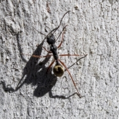 Camponotus suffusus at Bruce, ACT - 13 Aug 2019