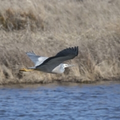 Egretta novaehollandiae (White-faced Heron) at West Belconnen Pond - 20 Aug 2019 by Alison Milton