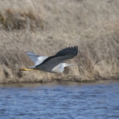 Egretta novaehollandiae (White-faced Heron) at Dunlop, ACT - 20 Aug 2019 by Alison Milton