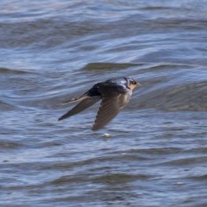 Hirundo neoxena at Dunlop, ACT - 20 Aug 2019