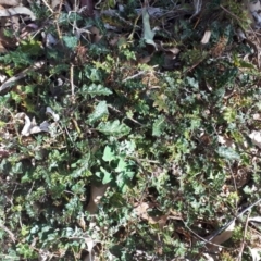 Unidentified Climber or Mistletoe at Bowral - 8 Nov 2019 by KarenG