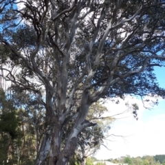 Eucalyptus amplifolia (Cabbage Gum) at Bowral - 8 Nov 2019 by KarenG