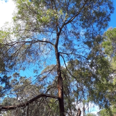 Acacia binervata (Two-veined Hickory) at Bowral - 8 Nov 2019 by KarenG