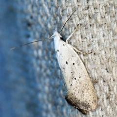 Thalerotricha mylicella (Wingia Group) at O'Connor, ACT - 23 Oct 2019 by ibaird