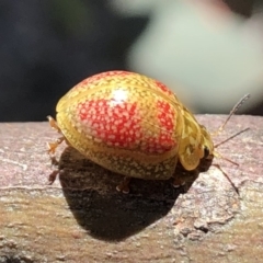 Paropsisterna fastidiosa (Eucalyptus leaf beetle) at Googong, NSW - 9 Nov 2019 by Wandiyali