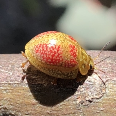 Paropsisterna fastidiosa (Eucalyptus leaf beetle) at Googong, NSW - 9 Nov 2019 by Wandiyali