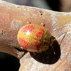 Paropsisterna fastidiosa at Googong, NSW - 9 Nov 2019 11:02 AM