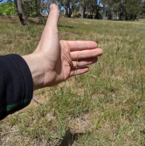 Themeda triandra at Higgins, ACT - 9 Nov 2019 11:04 AM