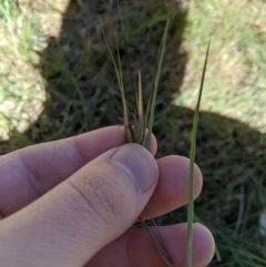 Themeda triandra at Higgins, ACT - 9 Nov 2019