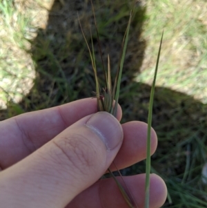 Themeda triandra at Higgins, ACT - 9 Nov 2019 11:04 AM