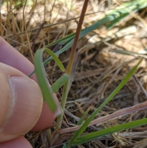 Themeda triandra at Higgins, ACT - 9 Nov 2019 11:04 AM