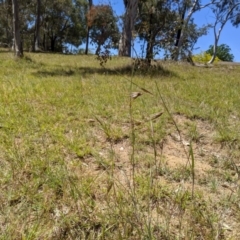 Themeda triandra at Higgins, ACT - 9 Nov 2019