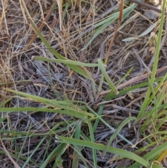 Themeda triandra at Higgins, ACT - 9 Nov 2019