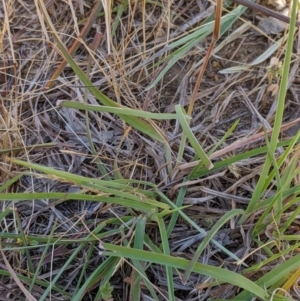 Themeda triandra at Higgins, ACT - 9 Nov 2019 11:04 AM